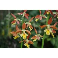 Calanthe Takane Jaune - Taille Pot De 1 Litre - 0/60 Cm