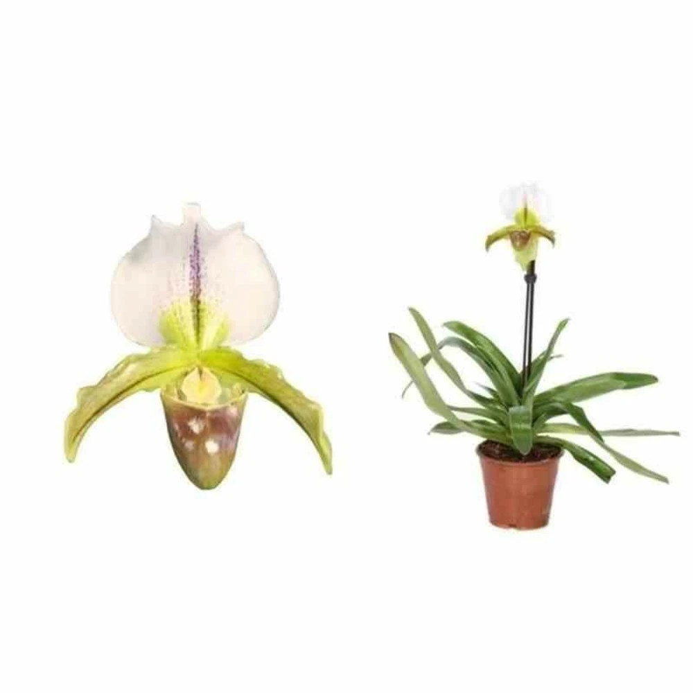 Paphiopedilum Hybride (sabot De Venus) Taille Pot De 0.5 Litre - 20/30 Cm 1 Paphiopedilum Hybride (sabot De Venus) Taille Pot De 0.5 Litre - 20/30 Cm