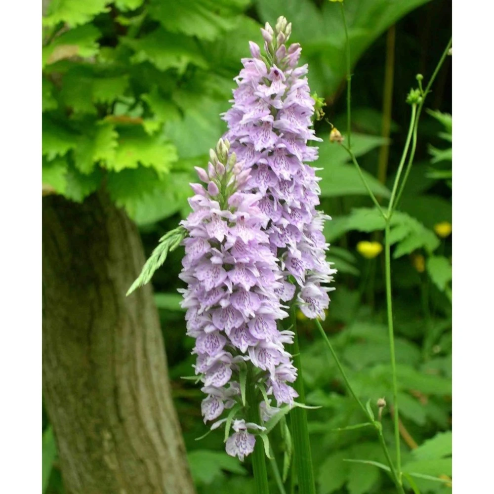 Dactylorhiza Fuchsii Taille Pot De 1 Litre - 0/80 Cm 1 Dactylorhiza Fuchsii Taille Pot De 1 Litre - 0/80 Cm