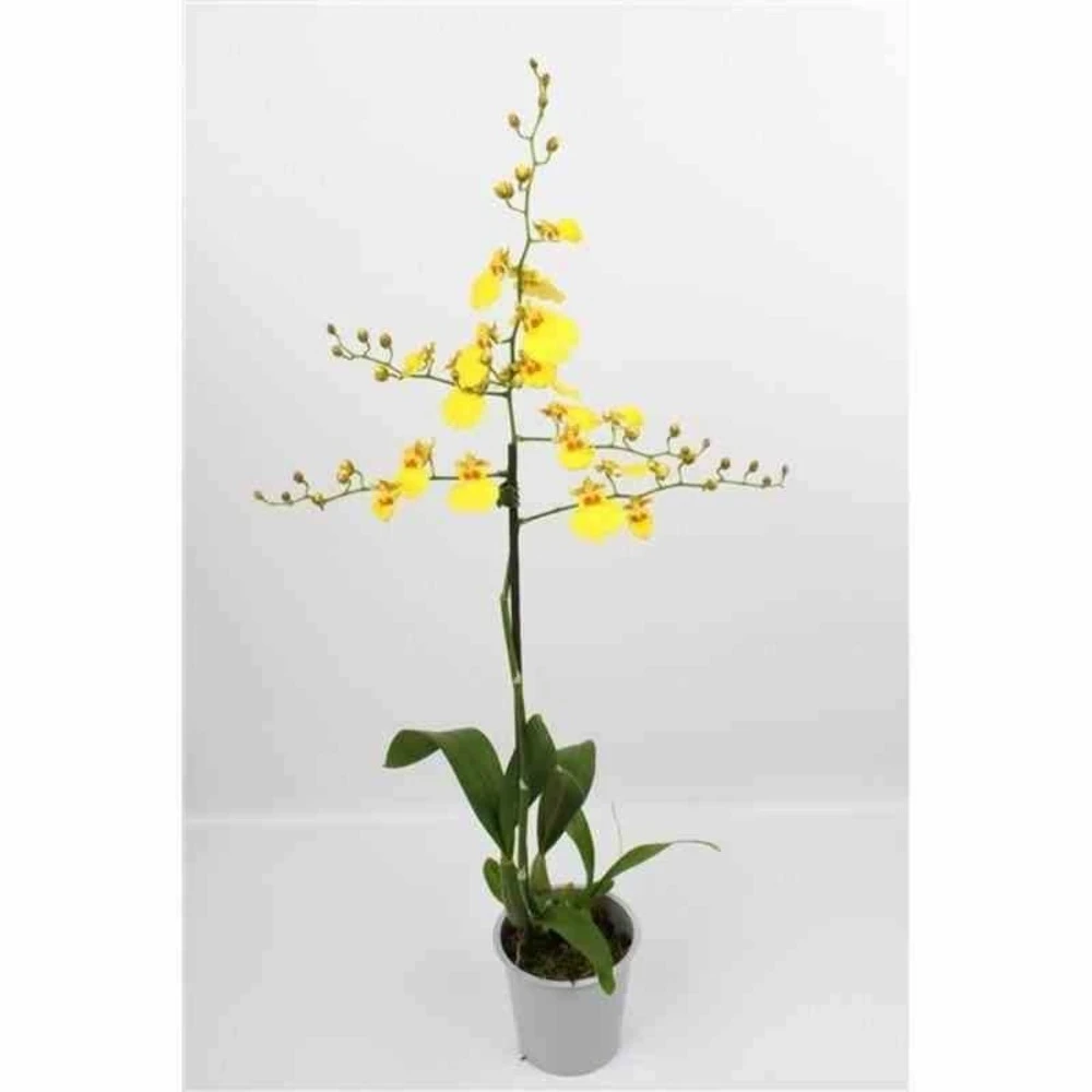 Oncidium Hybride Taille Pot De 1 Litre - 30/50 Cm 1 Oncidium Hybride Taille Pot De 1 Litre - 30/50 Cm