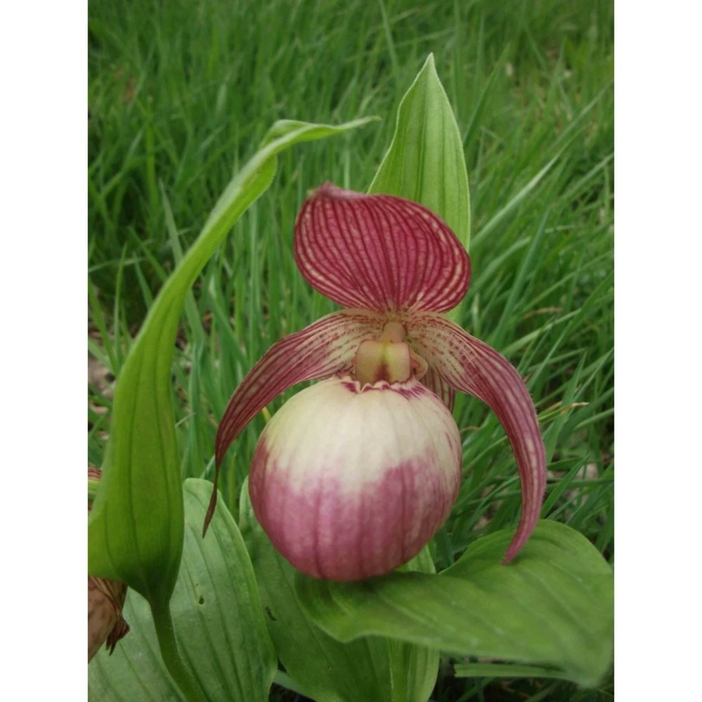 Cypripedium "sabine" (orchidées Terrestres) Taille Pot De 1 Litre - 0/60 Cm 1 Cypripedium "sabine" (orchidées Terrestres) Taille Pot De 1 Litre - 0/60 Cm