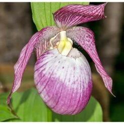 Cypripedium "sabine" (orchidées Terrestres) Taille Pot De 1 Litre - 0/60 Cm 5 Cypripedium "sabine" (orchidées Terrestres) Taille Pot De 1 Litre - 0/60 Cm -Ryobi Jardin Boutique 640394432f9b38.41064890