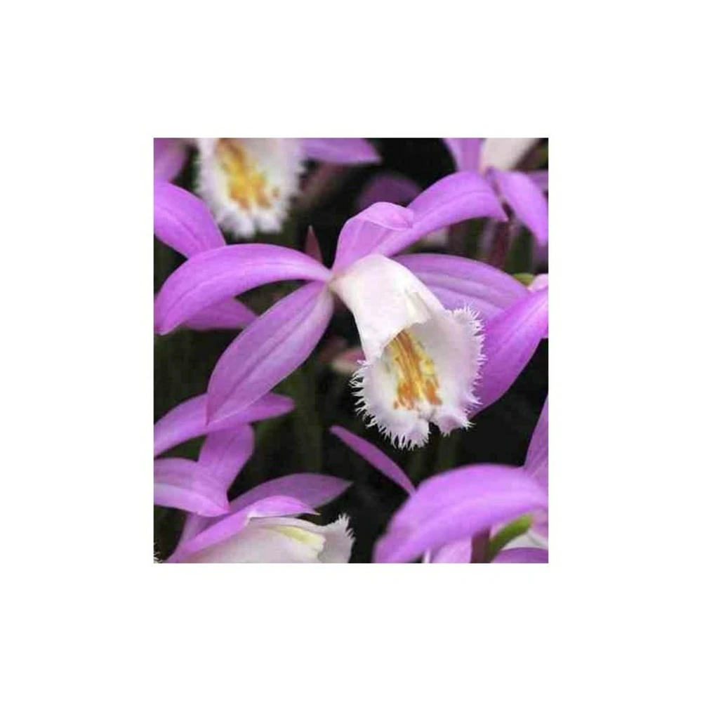 Pleione Formosana Taille Pot De 1 Litre - 0/40 Cm - Blanc Et Rose 2 Pleione Formosana Taille Pot De 1 Litre - 0/40 Cm - Blanc Et Rose – Image 2