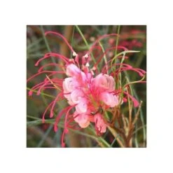 Grevillea Johnsonii (grevillea De Johnson Ou Fleur D'araignée De Johnson,) Pot De 4 Litres 50/60 Cm -Ryobi Jardin Boutique 6403954ac10fa5.53432193