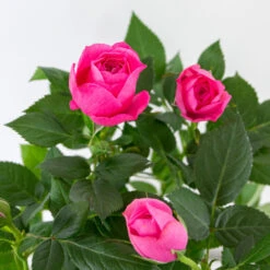 3x Pot Rose Rose - Rosa – Plante De Terrasse & D'intérieur – ⌀12cm – ↕20-30cm -Ryobi Jardin Boutique 64062fbfd17801.69056399