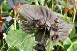 Kit De Culture - Fleur Chauve-souris - 10 Graines - Tacca Chantrieri -Ryobi Jardin Boutique 64063aa2db9035.02599166