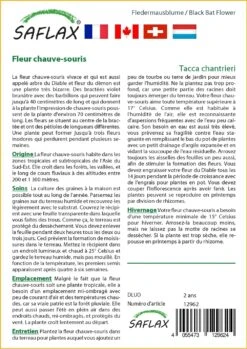 Kit De Culture - Fleur Chauve-souris - 10 Graines - Tacca Chantrieri -Ryobi Jardin Boutique 64063aa2e09686.92559263