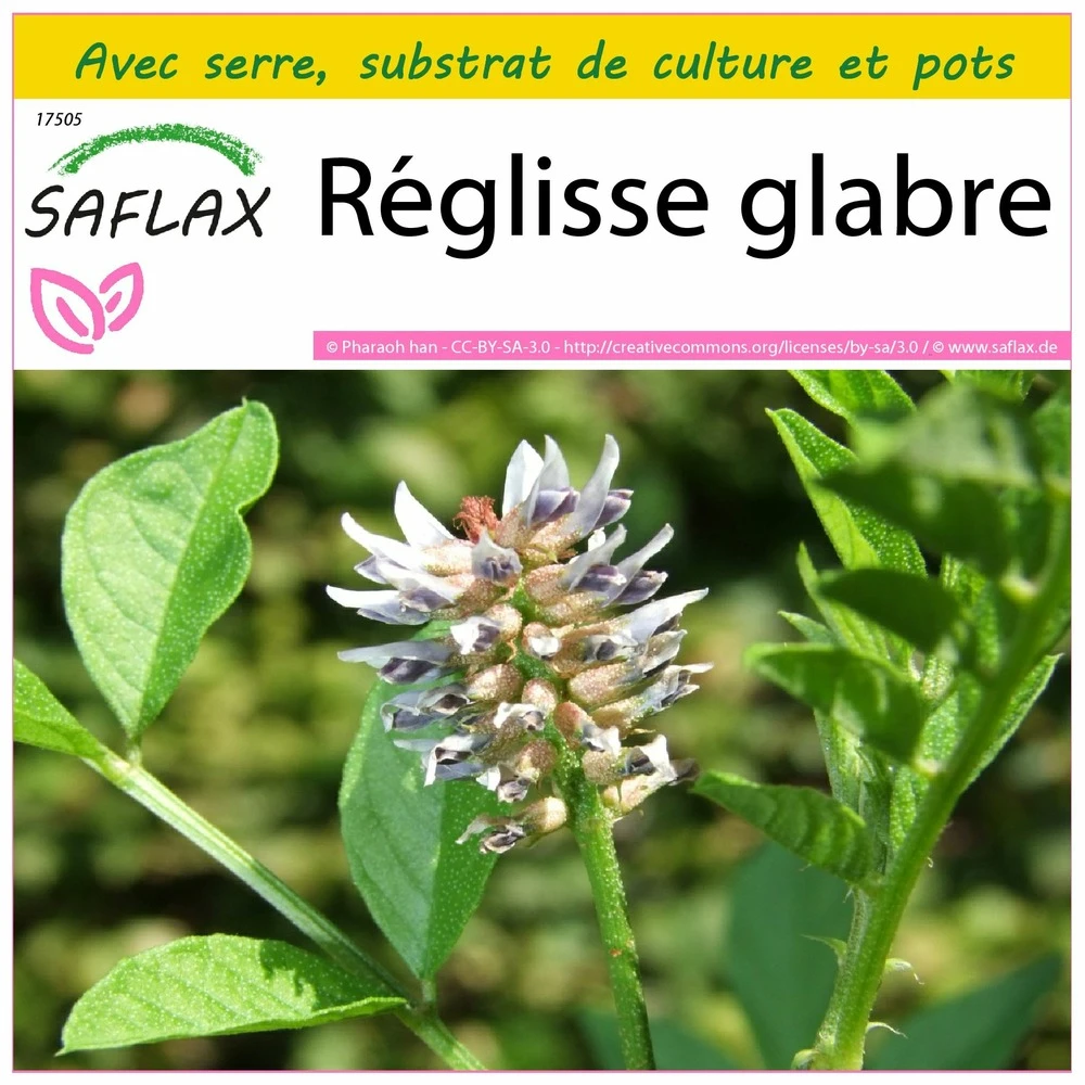 Kit De Culture - Réglisse Glabre - 30 Graines - Glycyrrhiza Glabra 1 Kit De Culture - Réglisse Glabre - 30 Graines - Glycyrrhiza Glabra
