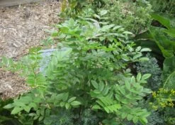 Kit De Culture - Réglisse Glabre - 30 Graines - Glycyrrhiza Glabra 12 Kit De Culture - Réglisse Glabre - 30 Graines - Glycyrrhiza Glabra -Ryobi Jardin Boutique 6406410a16bf83.47783647