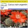 Kit De Culture - Cactus Nain Argentin - 40 Graines - Rebutia / Mix