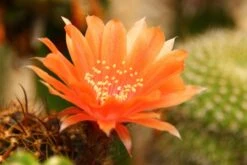 Kit De Culture - Cactus Nain Argentin - 40 Graines - Rebutia / Mix -Ryobi Jardin Boutique 640641133925d5.53399073