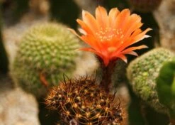 Kit De Culture - Cactus Nain Argentin - 40 Graines - Rebutia / Mix -Ryobi Jardin Boutique 640641133d8f32.78608637