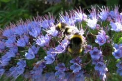 Kit De Culture - Vipérine De Madère - 100 Graines - Echium Fastuosa -Ryobi Jardin Boutique 64064122857f33.93017870