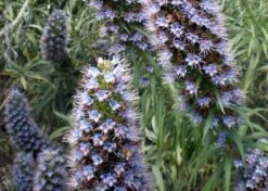 Kit De Culture - Vipérine De Madère - 100 Graines - Echium Fastuosa -Ryobi Jardin Boutique 6406412294c961.08811767