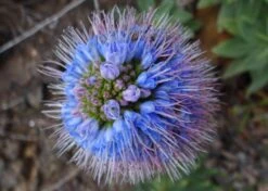 Kit De Culture - Vipérine De Madère - 100 Graines - Echium Fastuosa -Ryobi Jardin Boutique 64064122aaf647.33991819
