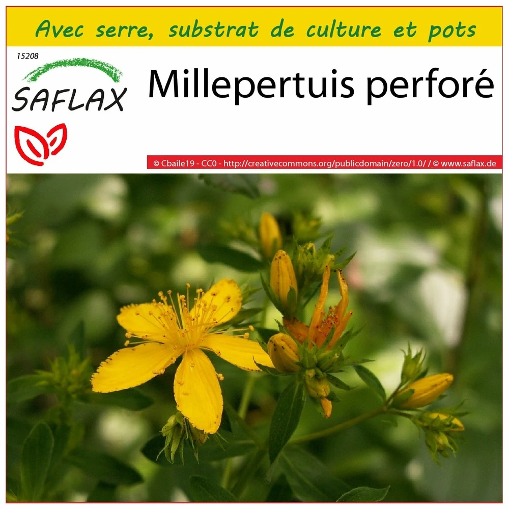 Kit De Culture - Millepertuis Perforé - 300 Graines - Hypericum Perforatum 1 Kit De Culture - Millepertuis Perforé - 300 Graines - Hypericum Perforatum