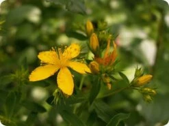 Kit De Culture - Millepertuis Perforé - 300 Graines - Hypericum Perforatum 7 Kit De Culture - Millepertuis Perforé - 300 Graines - Hypericum Perforatum -Ryobi Jardin Boutique 64064130d076c2.07984889