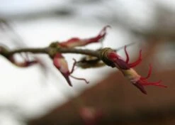 Kit De Culture - Arbre Au Caramel - 200 Graines - Cercidiphyllum Japonicum -Ryobi Jardin Boutique 64064132b43652.18516611