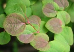 Kit De Culture - Arbre Au Caramel - 200 Graines - Cercidiphyllum Japonicum -Ryobi Jardin Boutique 64064132b8b5b0.99715833