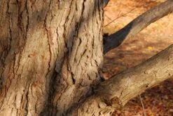 Kit De Culture - Arbre Au Caramel - 200 Graines - Cercidiphyllum Japonicum -Ryobi Jardin Boutique 64064132bf1940.87270238