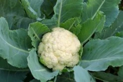 Kit De Culture - Bio - Chou-fleur - Boule De Neige - 70 Graines - Brassica Oleracea Var. Botrytis -Ryobi Jardin Boutique 6406413d5b1b17.42762175