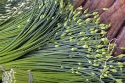 Kit De Culture - Bio - Ciboulette De Chine - 100 Graines - Allium Tuberosum 13 Kit De Culture - Bio - Ciboulette De Chine - 100 Graines - Allium Tuberosum -Ryobi Jardin Boutique 6406414b167639.94224056