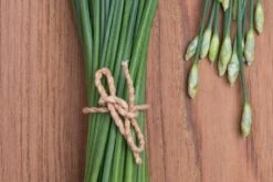 Kit De Culture - Bio - Ciboulette De Chine - 100 Graines - Allium Tuberosum 12 Kit De Culture - Bio - Ciboulette De Chine - 100 Graines - Allium Tuberosum -Ryobi Jardin Boutique 6406414b24e430.90625062