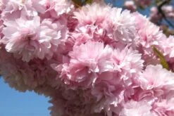 Kit De Culture - Cerisier Du Japon - 30 Graines - Prunus Serrulata -Ryobi Jardin Boutique 640641574ab250.52700865