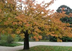 Kit De Culture - Cerisier Du Japon - 30 Graines - Prunus Serrulata -Ryobi Jardin Boutique 640641575b4f81.13640687