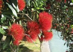 Kit De Culture - L'arbre De Noël De Nouvelle-zélande - 300 Graines - Metrosideros Excelsa -Ryobi Jardin Boutique 6406415d3520e7.73193790