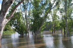 Kit De Culture - Gommier Des Rivières - 200 Graines - Eucalyptus Camaldulensis 13 Kit De Culture - Gommier Des Rivières - 200 Graines - Eucalyptus Camaldulensis -Ryobi Jardin Boutique 64064161619477.71494550