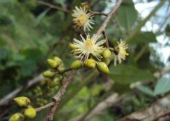 Kit De Culture - Gommier Des Rivières - 200 Graines - Eucalyptus Camaldulensis 10 Kit De Culture - Gommier Des Rivières - 200 Graines - Eucalyptus Camaldulensis -Ryobi Jardin Boutique 640641616b73c7.64330813