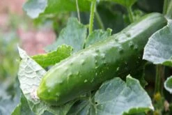 Kit De Culture - Bio - Concombre - Marketmore - 20 Graines - Cucumis Sativus -Ryobi Jardin Boutique 64064169648772.30261151