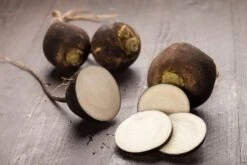 Kit De Culture - Bio - Radis - Noir - 100 Graines - Raphanus Sativus 11 Kit De Culture - Bio - Radis - Noir - 100 Graines - Raphanus Sativus -Ryobi Jardin Boutique 64064173d81689.02005216