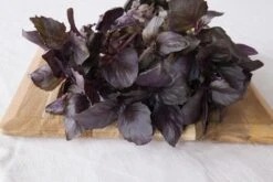 Kit De Culture - Bio - Basilic - Pourpre - 400 Graines - Ocimum Basilicum -Ryobi Jardin Boutique 6406417786e992.51293442