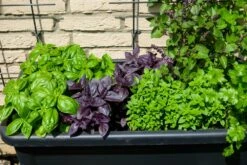 Kit De Culture - Bio - Basilic - Pourpre - 400 Graines - Ocimum Basilicum -Ryobi Jardin Boutique 64064177a2a743.82127774