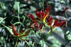 Kit De Culture - Lis De Malabar - 15 Graines - Gloriosa Rothschildiana 11 Kit De Culture - Lis De Malabar - 15 Graines - Gloriosa Rothschildiana -Ryobi Jardin Boutique 64064179340333.58024990