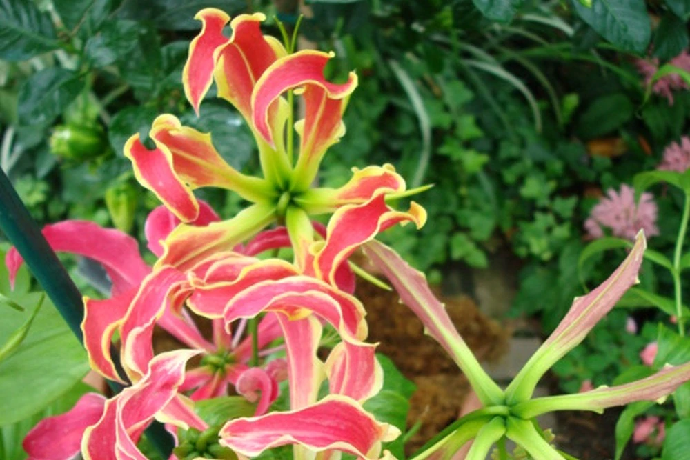 Kit De Culture - Lis De Malabar - 15 Graines - Gloriosa Rothschildiana 6 Kit De Culture - Lis De Malabar - 15 Graines - Gloriosa Rothschildiana – Image 6