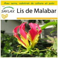 Kit De Culture - Lis De Malabar - 15 Graines - Gloriosa Rothschildiana