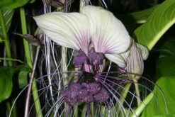 Kit De Culture - Plante Chauve-souris Blanche - 10 Graines - Tacca Integrifolia -Ryobi Jardin Boutique 6406417d5508f9.96415960
