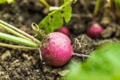 Kit De Culture - Bio - Radis - Cherry Bell - 100 Graines - Raphanus Sativus -Ryobi Jardin Boutique 640641a6420921.87770760