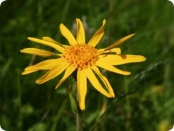 Kit De Culture - Arnica Des Montagnes - 40 Graines - Arnica Montana -Ryobi Jardin Boutique 640641a8f3e957.44733188