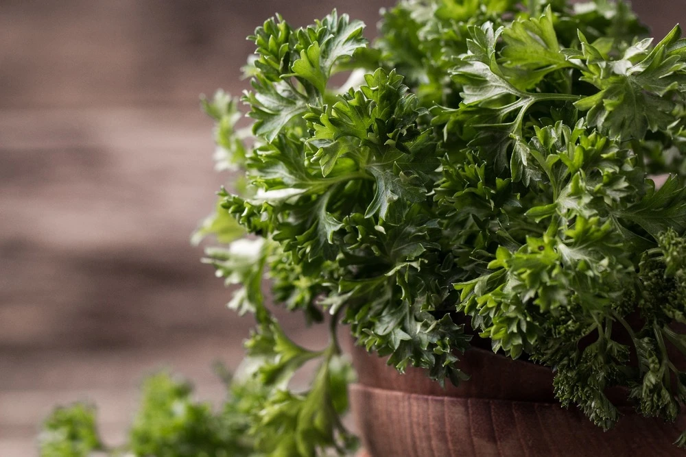 Kit De Culture - Bio - Persil Frisé - 800 Graines - Petroselinum Crispum 5 Kit De Culture - Bio - Persil Frisé - 800 Graines - Petroselinum Crispum – Image 5