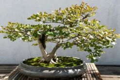 Kit De Culture - Myrte Commun - 30 Graines - Myrtus Communis -Ryobi Jardin Boutique 640641b37af733.30049485