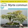 Kit De Culture - Myrte Commun - 30 Graines - Myrtus Communis