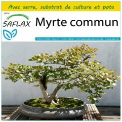 Kit De Culture - Myrte Commun - 30 Graines - Myrtus Communis