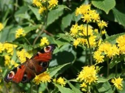 Kit De Culture - Solidage Verge D'or - 100 Graines - Solidago Virgaurea -Ryobi Jardin Boutique 640641b4c90c32.39776300