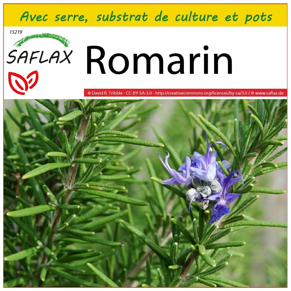 Kit De Culture - Romarin - 100 Graines - Rosmarinus Officinalis 1 Kit De Culture - Romarin - 100 Graines - Rosmarinus Officinalis