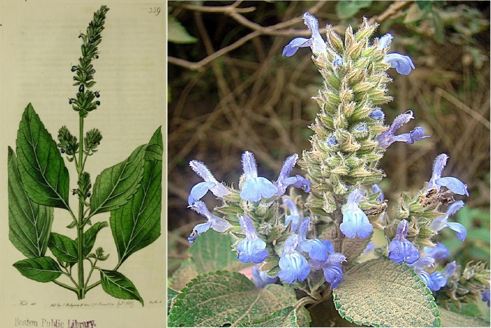 Kit De Culture - Chia - 500 Graines - Salvia Hispanica 4 Kit De Culture - Chia - 500 Graines - Salvia Hispanica – Image 4