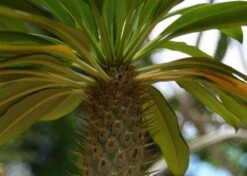 Kit De Culture - Palmier De Madagascar - 10 Graines - Pachypodium Lamerei 13 Kit De Culture - Palmier De Madagascar - 10 Graines - Pachypodium Lamerei -Ryobi Jardin Boutique 640641c7226726.92813528